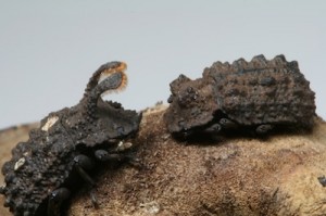 Forked Fungus Beetles Social Network Study