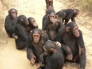 Chimps Peer Pressure Experiment