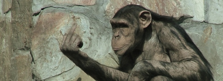 chimpanzee hand gestures